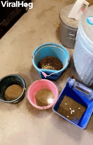 Owen Knows When Its Breakfast Time GIF by ViralHog