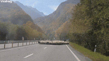 One Thousand Sheep Saunter By