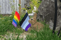 Rainbow Pride GIF by AceArchive