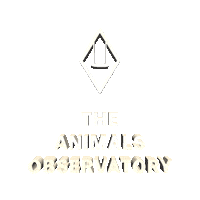 tao theanimalsobservatory Sticker