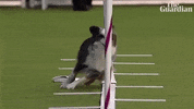 Dog Show Wow GIF by guardian