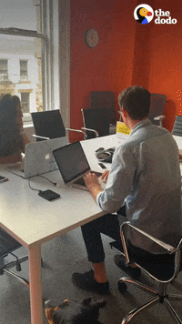 Dog Office GIF by The Dodo