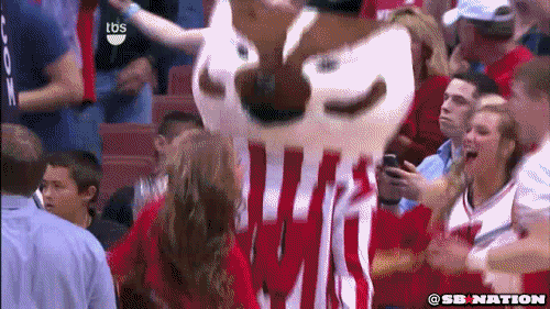 bucky GIF by SB Nation