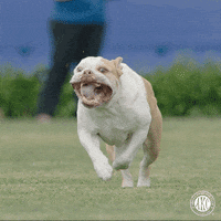 Dog Running GIF by American Kennel Club