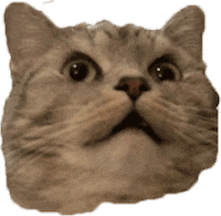 Shocked Cat GIF