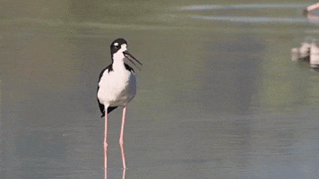 Hawaiian stilt,  ae‘o