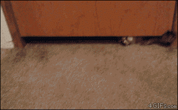 Cat Door GIF
