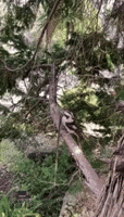Kookaburra Prepares Dinner by 'Whacking' Snake Against Tree