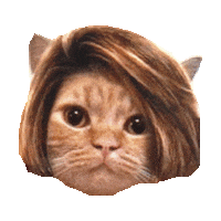 cat hair flip GIF by imoji