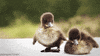 duck awww GIF