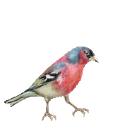 In Love Bird Sticker by Manufaktura_cz