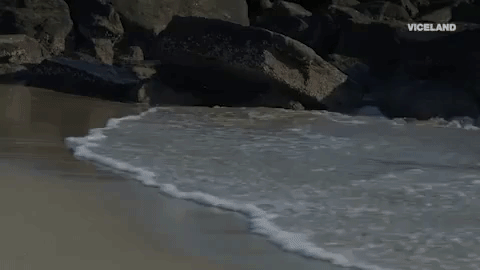 viceland GIF by MY HOUSE
