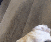 Puppy What GIF