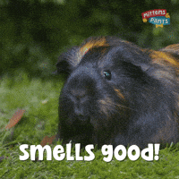 Sniffing Guinea Pig GIF by Mittens & Pants
