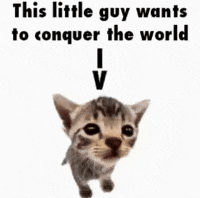 Conquer Small Cat GIF
