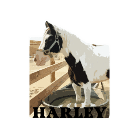 Horserescue Sticker by All Seated in a Barn