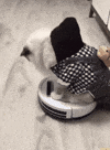 cat vacuum GIF