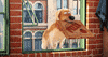 Party Animals GIF by The Secret Life Of Pets