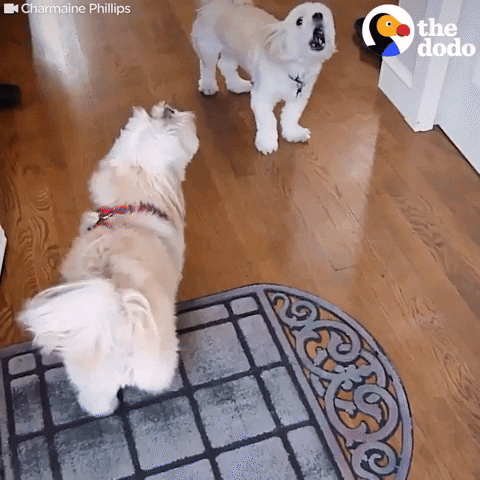 dogs reunite howling GIF by The Dodo