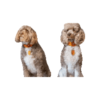 Poodle Fire Lord Sticker by Geekster Pets