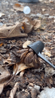 Hermit Crab Uses Plastic Scoop as Shell