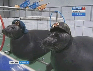 navy seals GIF