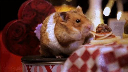 hamster GIF