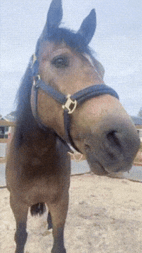 Horse Tongue GIF