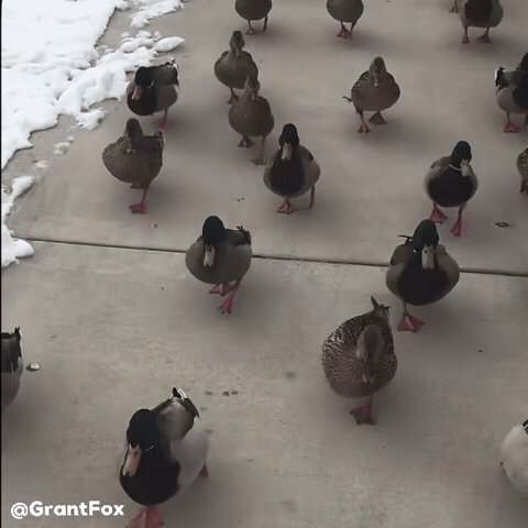 Ducks Duck Walk GIF