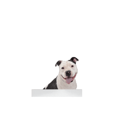 Dog Sticker by Best Friends Animal Society