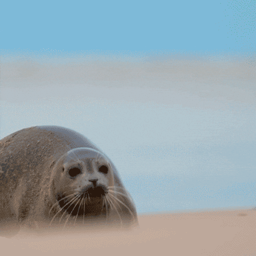 Humor Fofoca GIF by Petrobras