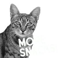 Pet Food Cat Sticker by Stella and Chewy's