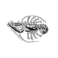 Black And White Illustration Sticker by The Wild Curiosity