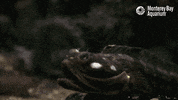 tired sarcastic fringehead GIF by Monterey Bay Aquarium