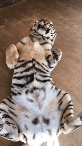 cuteanimalland giphyupload GIF
