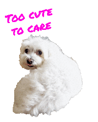 Too Cute To Care Sticker by vivelemerde