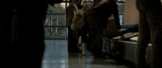 Bruce Willis GIF by Coolidge Corner Theatre