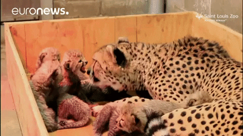 Zoo Cheetah GIF by euronews
