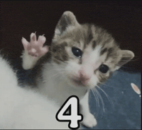 Cat Car GIF
