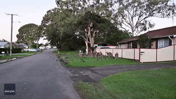 Don't Mind Me: Duck Waddles on After Hilarious Fall in Front of Kangaroos