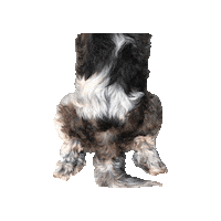 Dog Adopt Me Sticker by Abi Bock
