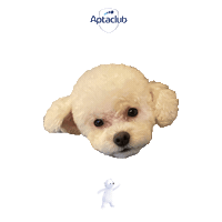 Jiwon2 Sticker by AptaclubKR