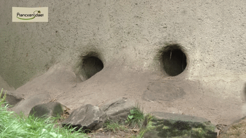 GIF by Planckendael