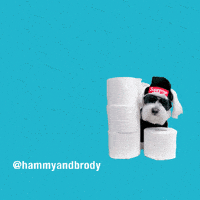Toilet Paper Dogs GIF by HammyandBrody