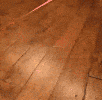 Funny Cat GIF