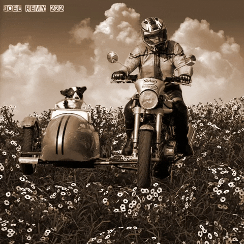 Dog Motorcycle GIF by joelremygif
