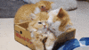 Cats Stop GIF