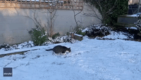 Excited Cat Experiences Snow for First Time in Scotland