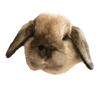 Bunny What Sticker
