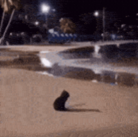 Lonely Cat Meme GIF
